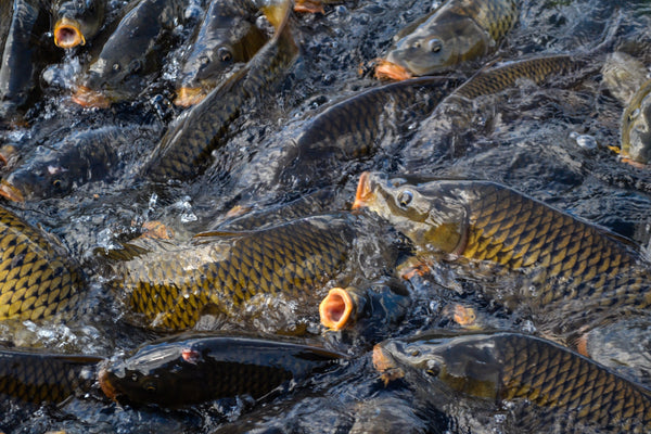 Know Your Target: Common Carp